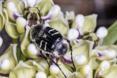 Bee like Flower Scarab Beetle 2025